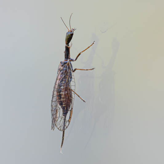 Snakefly (Xanthostigma xanthostigma).jpg